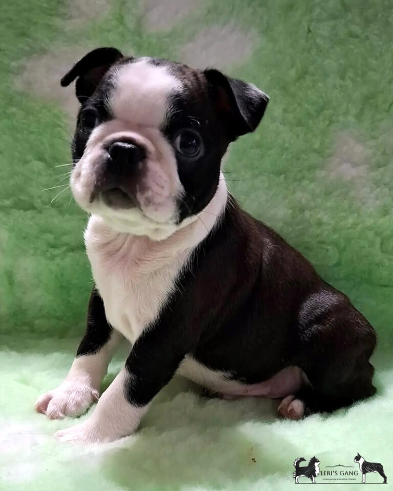 Cucciolo Boston Terrier maschio