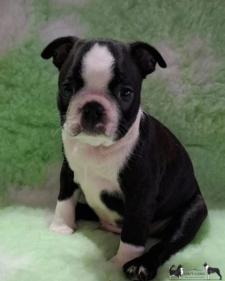 Cucciolo Boston Terrier maschio